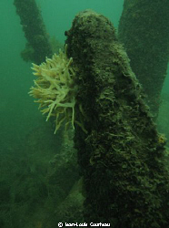 "Flowered Tomb"       A freshwater sponge grows on an anc... by Jean-Louis Courteau 